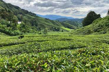 Boh Tea Plantation