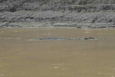 Řeka Kinabatangan a krokodýl