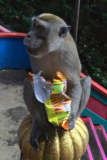 Opice střežící Batu Caves