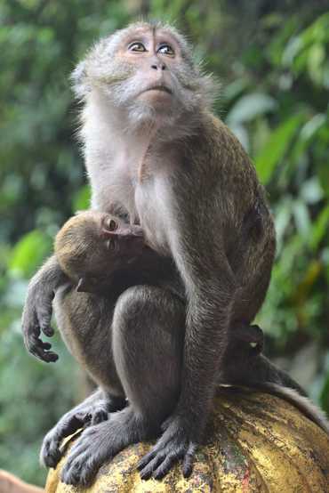 Opice střežící Batu Caves