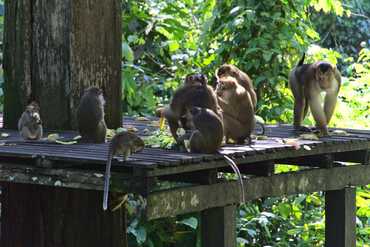 Orangutan Sanctuary Sepilok