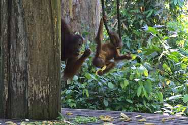Orangutan Sanctuary Sepilok