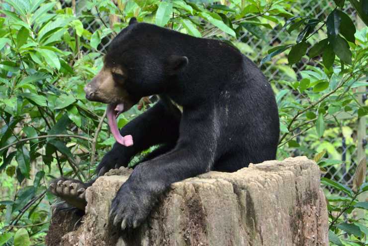 Medvěd malajský, Bornean Sun Bear Conservation Centre Sepilok