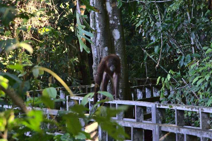 Orangutan Sanctuary Sepilok
