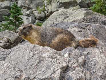 RMNP - svišť střežící cestu