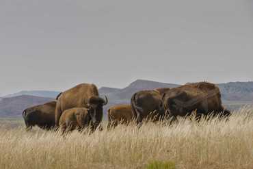 Naši první bizoni