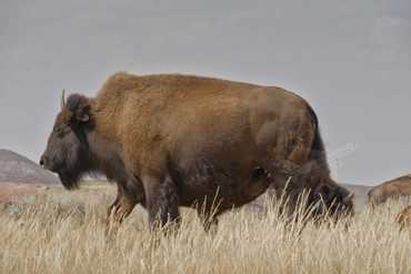Naši první bizoni