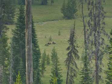 Yellowstone - medvědi grizzly v dálce