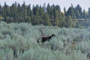 Yellowstone - Lamar Valley