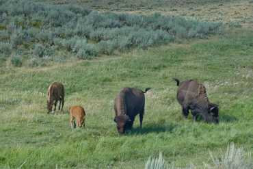 Yellowstone - Lamar Valley