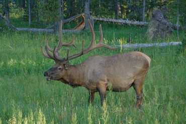 Yellowstone - sob u kempu Bridge Bay