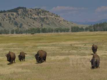 Grand Teton - bizoni