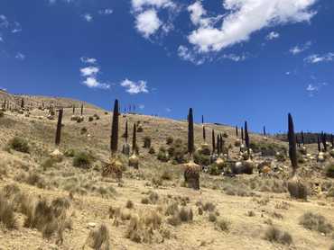 Puje Rajmondova v pampě