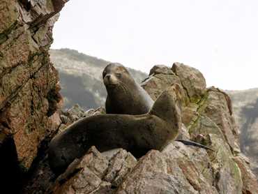 Tuleni na Islas Ballestas