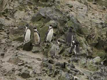 Zbývající tučňáci na Islas Ballestas