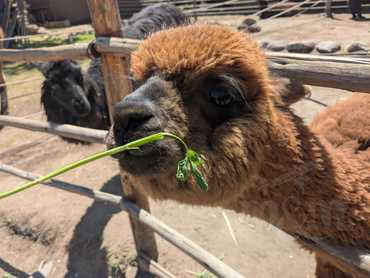 Arequipa - Alpaca Mundo