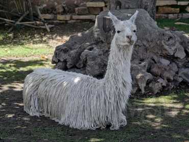 Arequipa - Alpaca Mundo