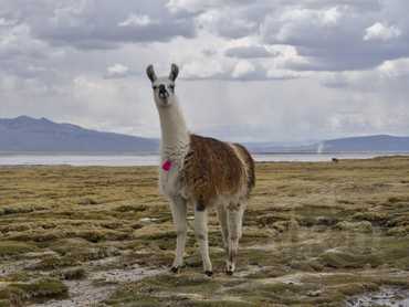 rezervace Salinas y Aguada Blanca