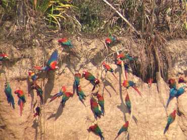 Papoušci (přes dalekohled)