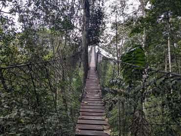 Canopy Walk